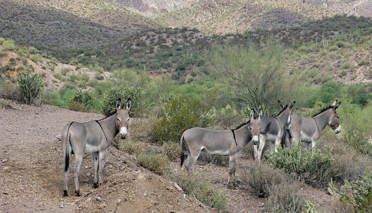 Wild Burros Collide With the Ranching and Farming Economy – Office of ...