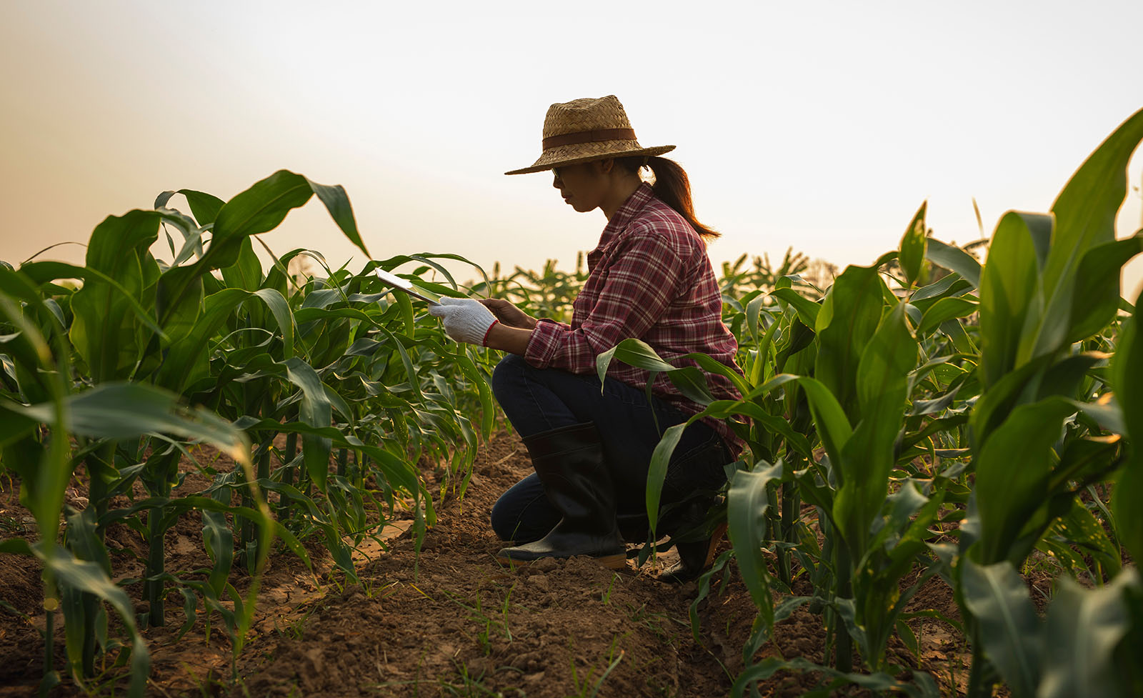 Young woman farmer using tablet while kneeling in a cornfield.